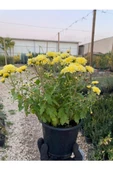 Kasımpatı Krizantem Chrysanthemum Çiçeği Sarı Renk Saksıda Çiçekli - 3