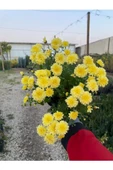 Kasımpatı Krizantem Chrysanthemum Çiçeği Sarı Renk Saksıda Çiçekli - 1