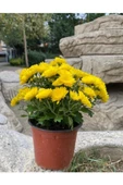 Sarı Kasımpatı Krizantem Chrysanthemum Çiçeği 10 - 20 Cm thumbnail 1