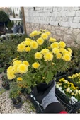 Kasımpatı Krizantem Chrysanthemum Çiçeği Sarı Renk Saksıda Çiçekli - 4