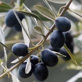 Yağlık ve Sofralık Tüplü Tüm Bölgelere Uygun Tüplü İzmir Sofralık Zeytin Fidanı thumbnail 1