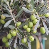 Her İklime Uygun Sıkımlık ve Salamuralık Tüplü Trabzon Zeytini Fidanı - 1