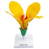 LAHANA ÇİÇEĞİ thumbnail 1