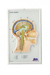 KAFA KESİTİ KABARTMA - 1