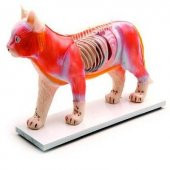 KEDİ MODELİ EDULAB thumbnail 2