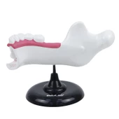 YARIM ÇENE DİŞ MODELİ thumbnail 4