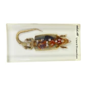 KERTENKELE KESİTİ thumbnail 3