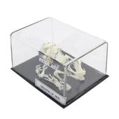 KURBAĞA İSKELETİ - 1