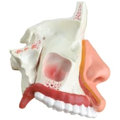 İNSAN NAZOFARENKSİ MODELİ - 5