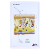 DERİ KESİTİ (BÜYÜTÜLMÜŞ) thumbnail 1