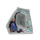 BİTKİ HÜCRESİ MODELİ (KÜÇÜK) thumbnail 1