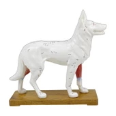 KÖPEK MODELİ EDULAB - 2