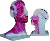 KAFA VE BOYUN KESİTİ  MODELİ thumbnail 1