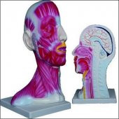 KAFA VE BOYUN KESİTİ  MODELİ thumbnail 2