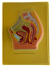 ERKEK VE DİŞİ PELVİS thumbnail 1