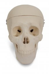 KAFATASI MODELİ thumbnail 1