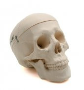 KAFATASI MODELİ thumbnail 2