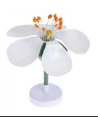 ELMA ÇİÇEĞİ thumbnail 1