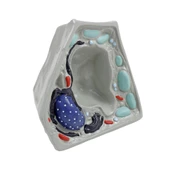 BİTKİ HÜCRESİ MODELİ (KÜÇÜK) thumbnail 4