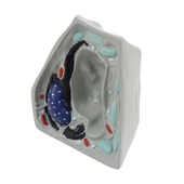 BİTKİ HÜCRESİ MODELİ (KÜÇÜK) thumbnail 3