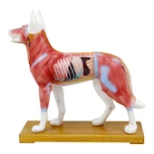 KÖPEK MODELİ EDULAB - 1