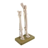 AT AYAK MODELİ thumbnail 2