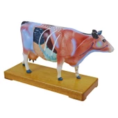 İNEK MODELİ EDULAB - 5