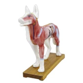 KÖPEK MODELİ EDULAB - 3