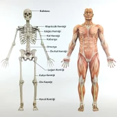 DESTEK VE HAREKET SİSTEMİ (İSKELET) LEVHASI thumbnail 2