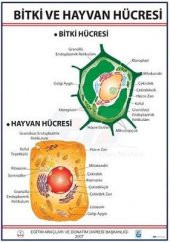 BİTKİ VE HAYVAN HÜCRESİ LEVHASI - 1