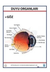 DUYU ORGANLARI LEVHASI GÖZ - 1
