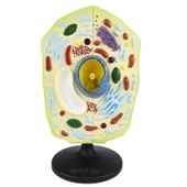 HÜCRE MODELİ BİTKİ thumbnail 3