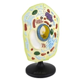 HÜCRE MODELİ BİTKİ thumbnail 2