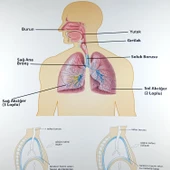 İNSANDA SOLUNUM VE YAPI ORGANLARI thumbnail 1
