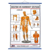 DESTEK VE HAREKET SİSTEMİNDE KASLAR LEVHASI thumbnail 1