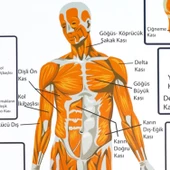 DESTEK VE HAREKET SİSTEMİNDE KASLAR LEVHASI thumbnail 4