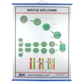 MAYOZ BÖLÜNEYENİ  LEVHASI - 1