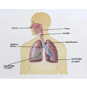 İNSANDA SOLUNUM VE YAPI ORGANLARI thumbnail 3