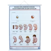 İNSANDA DÖLLENMEDEN DOĞUMA EMBRİYONİK GEL. SAFH. LEV. thumbnail 4