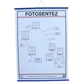 FOTOSENTEZ LEVHASI thumbnail 1