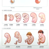 İNSANDA DÖLLENMEDEN DOĞUMA EMBRİYONİK GEL. SAFH. LEV. thumbnail 3