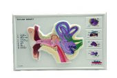 KULAK KESİTİ KABARTMA - 1