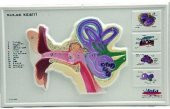 KULAK KESİTİ KABARTMA - 2