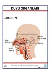 DUYU ORGANLARI LEVHASI BURUN - 1