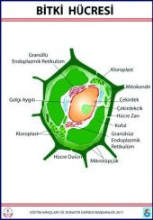 BİTKİ HÜCRESİ LEVHASI (70X100 CM) - 1