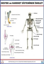 DESTEK VE HAREKET SİSTEMİ LEV.(140X100 CM.KEMİK SİSTEMİ) - 1