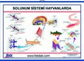 SOLUNUM SİSTEMİ LEVHASI (HAYVANLARDA) - 1