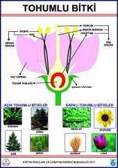 TOHUMLU BİTKİLER LEVHASI - 1