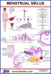 Menstrual Siklus Eğitim Plakası - 1