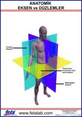 Anatomik Eksen Ve Düzlemleri Gösteren Eğitim Plakası - 1
